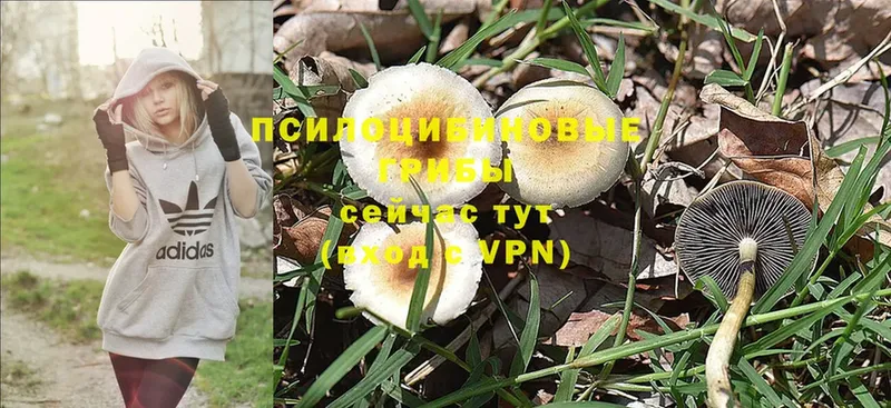 Псилоцибиновые грибы Magic Shrooms  Казань 